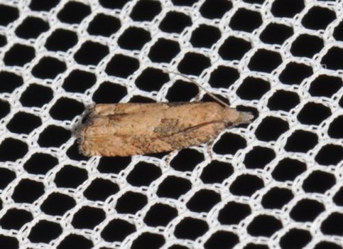 Réf. 216 128 : Acroclita subsequana